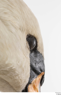 Mute swan eye 0003.jpg